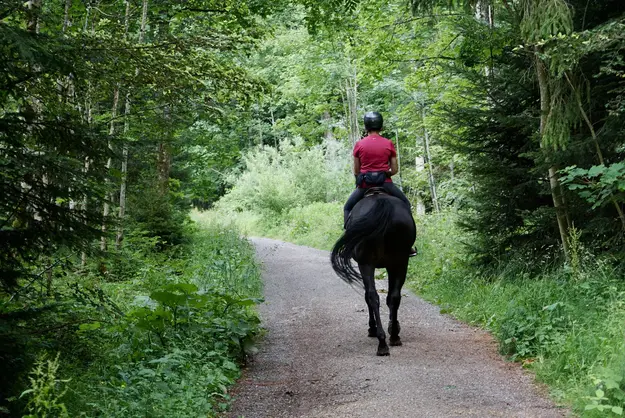 Person horseback riding in the woods
